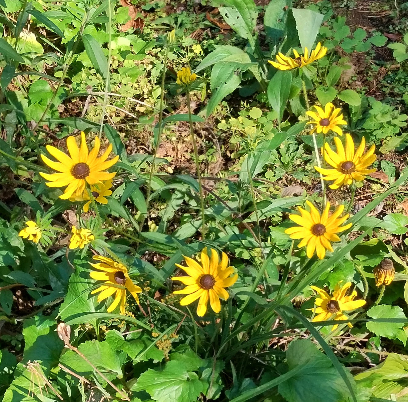 Black Eyed Susan - Rudbeckia hirta