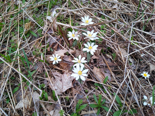 Bloodroot -  Sanguinaria canadensis (2026)