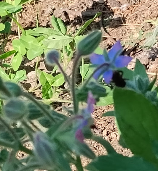 Borage - Borago officinalis