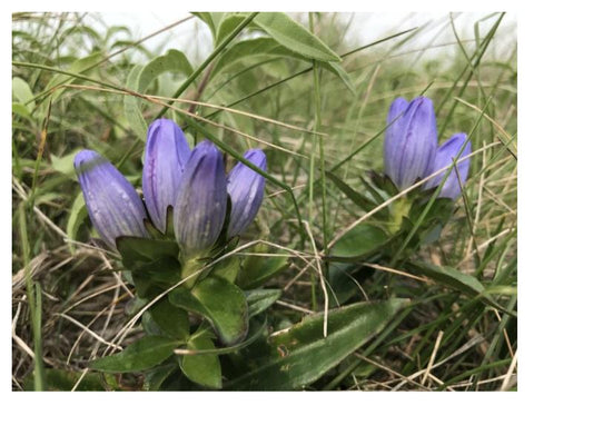 Bottle Gentian - Gentiana andrewsii