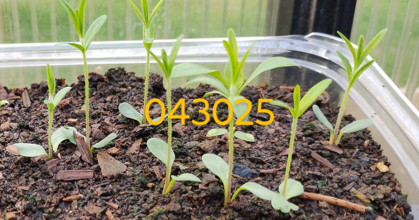 Butterfly Weed - Asclepias tuberosa