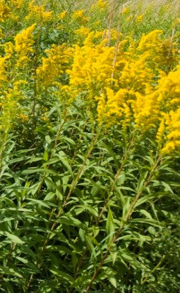 Canada Goldenrod -Solidago canadensis