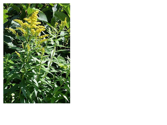 Canada Goldenrod - (Solidago canadensis)