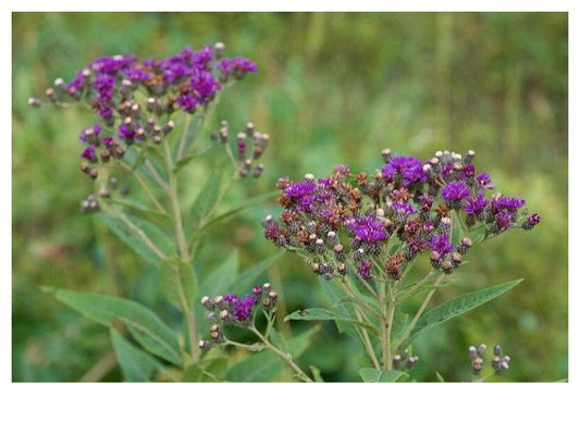 Common Ironweed - Vernonia fasciculata