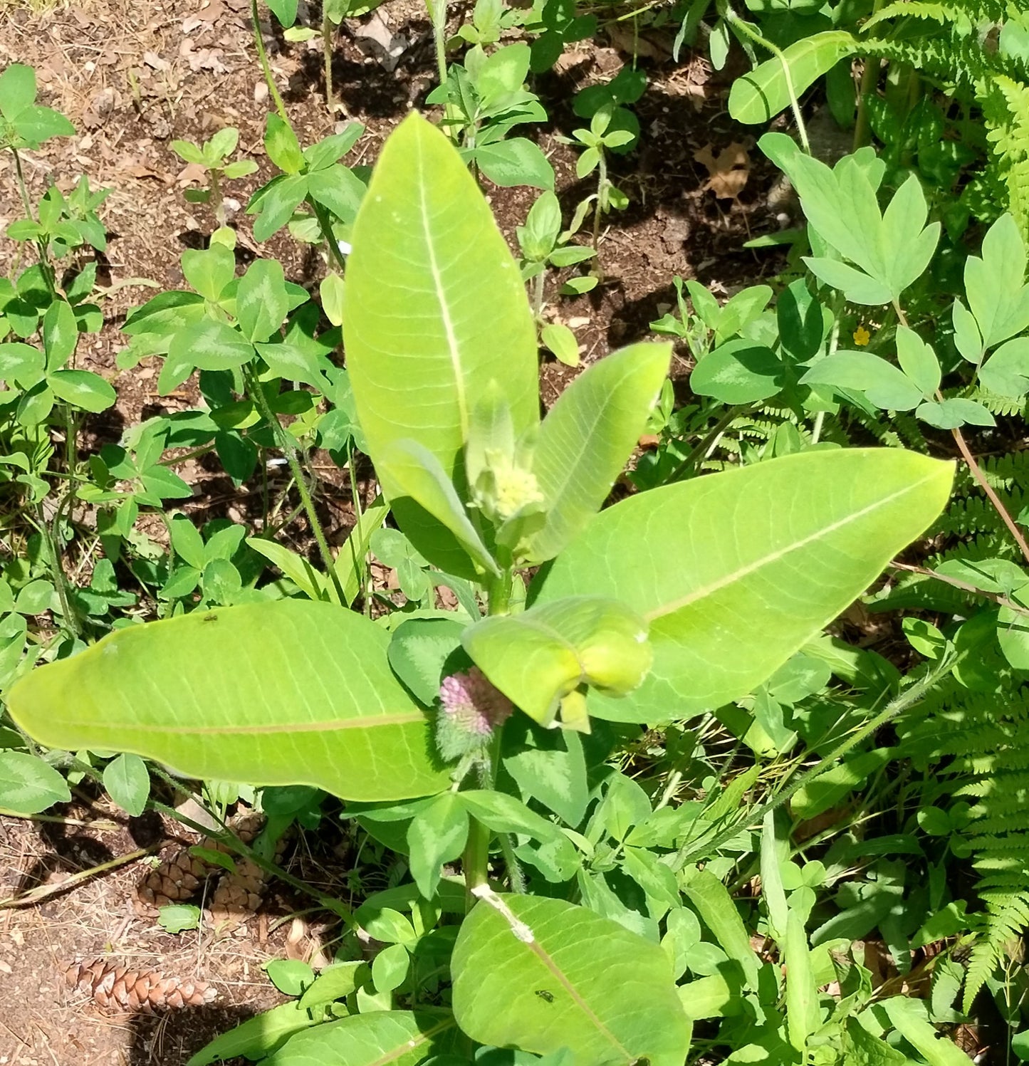 Asclepias syriaca (Common Milkweed) Native