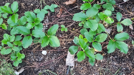 Fragaria virginiana — common strawberry  Native