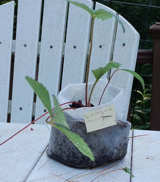 Fragaria virginiana — common strawberry  Native