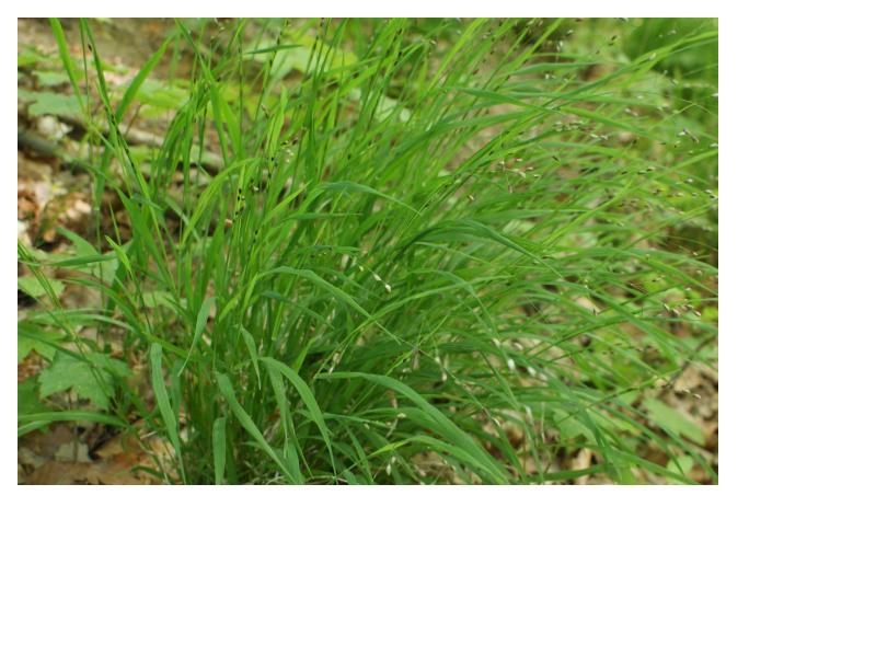 Common Wood Sedge - Carex blanda