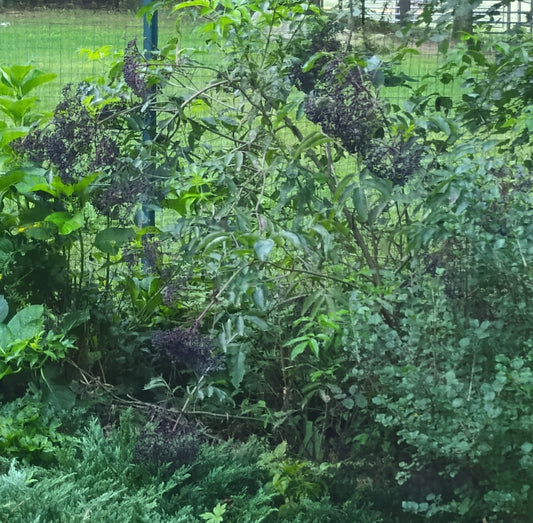 Elderberry-Sambucus canadensis