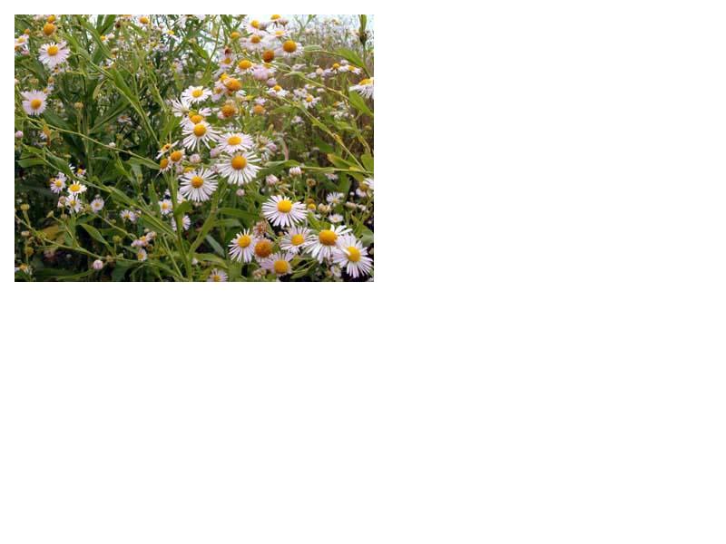 False Aster - Boltonia asteroides