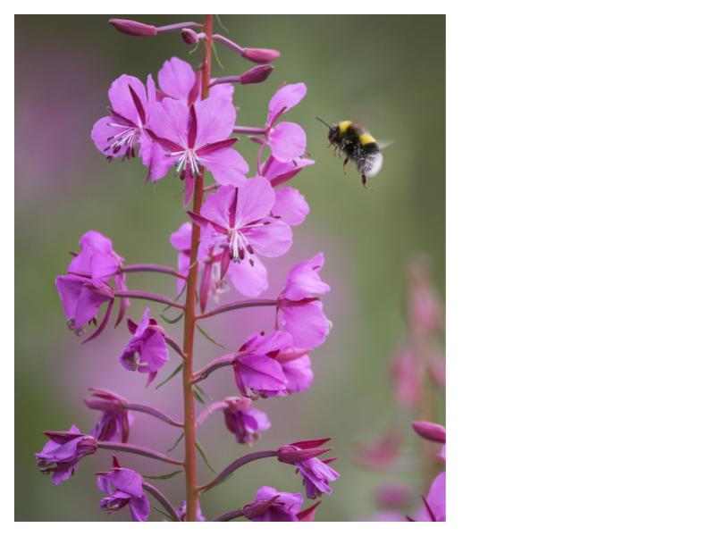 Fireweed- Chamerion angustifolium
