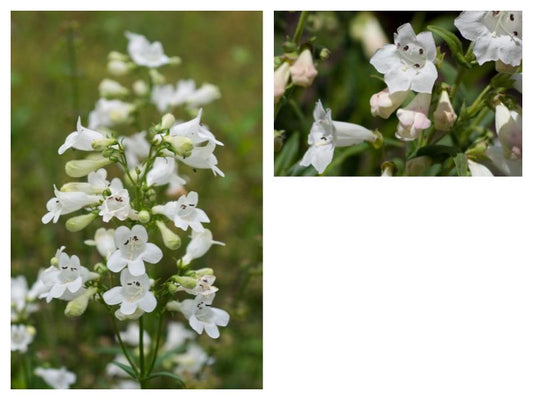 Foxglove beardtongue -Penstemon digitalis