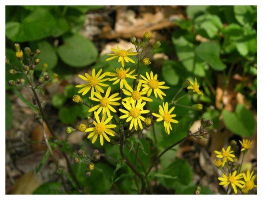 Golden Groundsel - Packera aurea