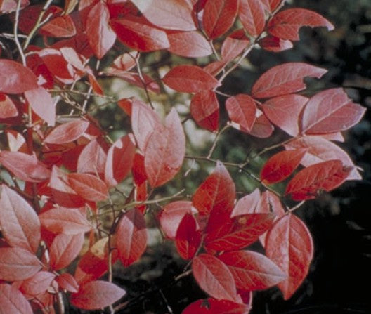 Wild Highbush Blueberry – (Vaccinium corymbosum)