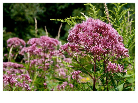 Joe Pye Weed - Eutrochium maculatum