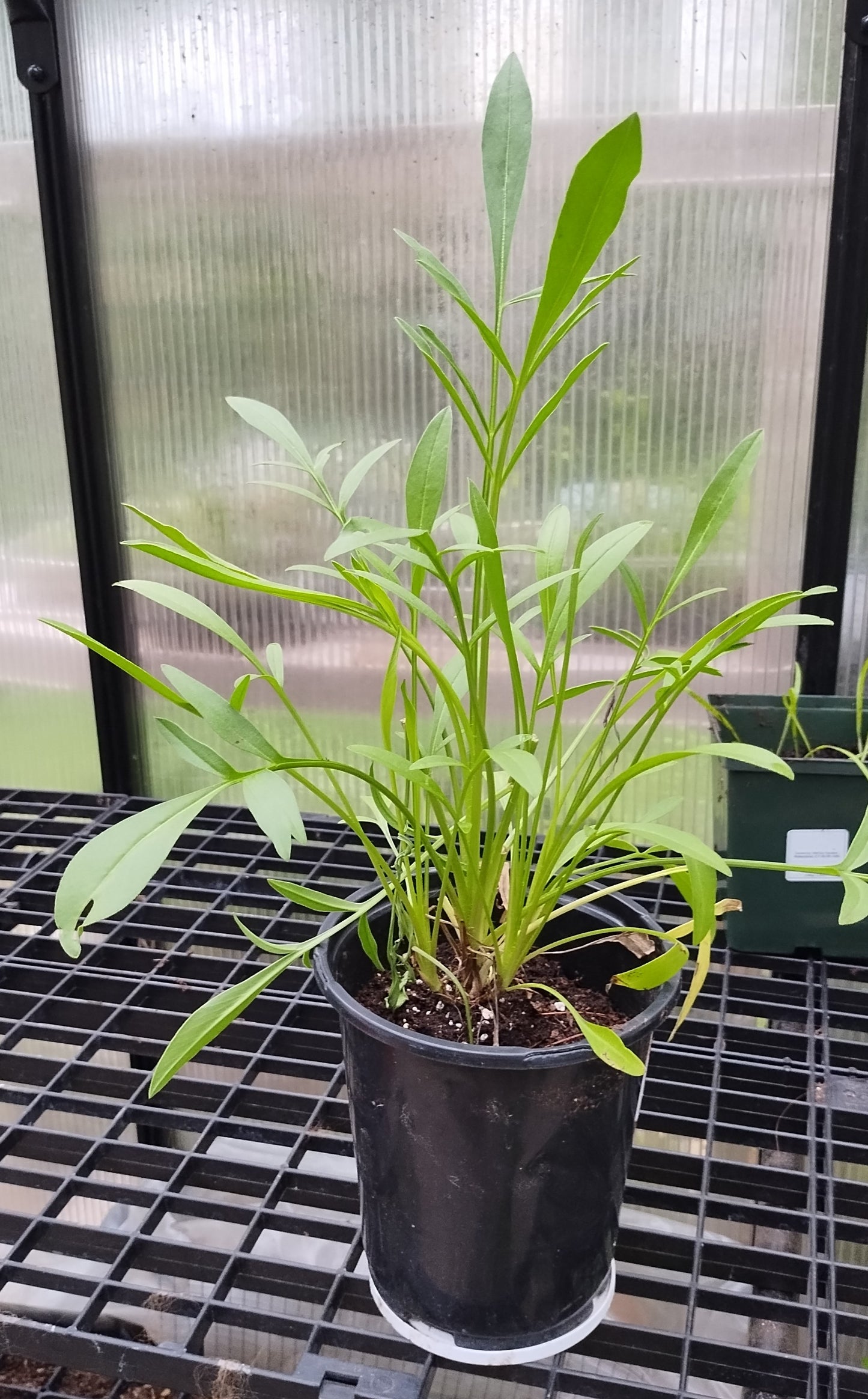 Lance-leaf Coreopsis (Coreopsis lanceolata )