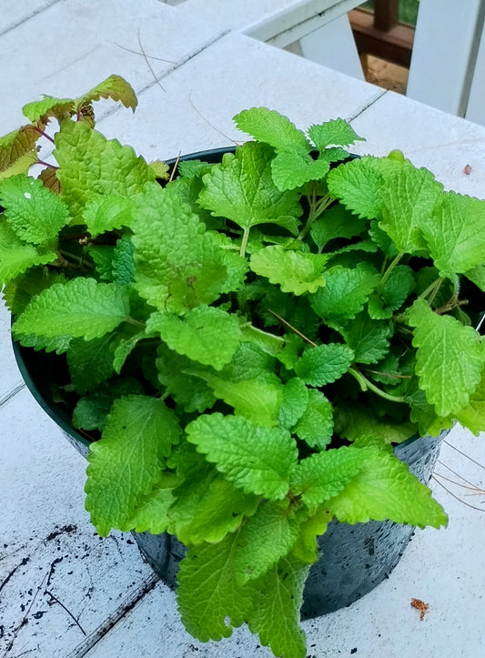 Lemon balm - Melissa officinalis