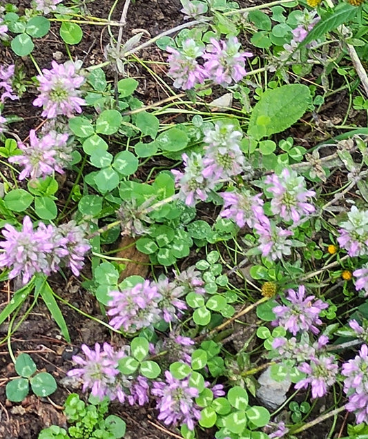 Lemon Mint - Monarda citriodora