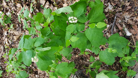 Viburnum acerifolium — maple-leaved/ arrow-wood viburnum