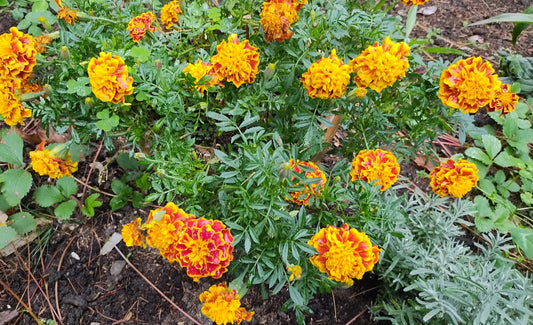 Marigolds  Bee Bonanza