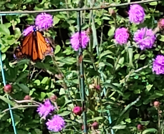 Meadow Blazing Star - Liatris ligulistylis