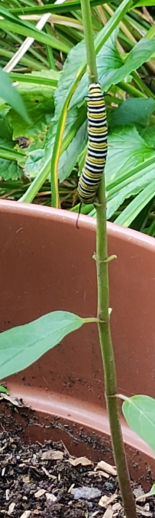 Rose/Swamp Milkweed- Asclepias incarnata