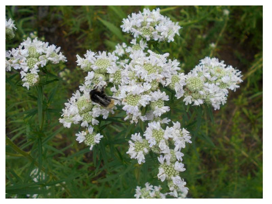 Virginia Mountain Mint - Pycnanthemum virginianum