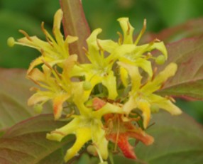 Northern Bush honeysuckle - Diervilla lonicera