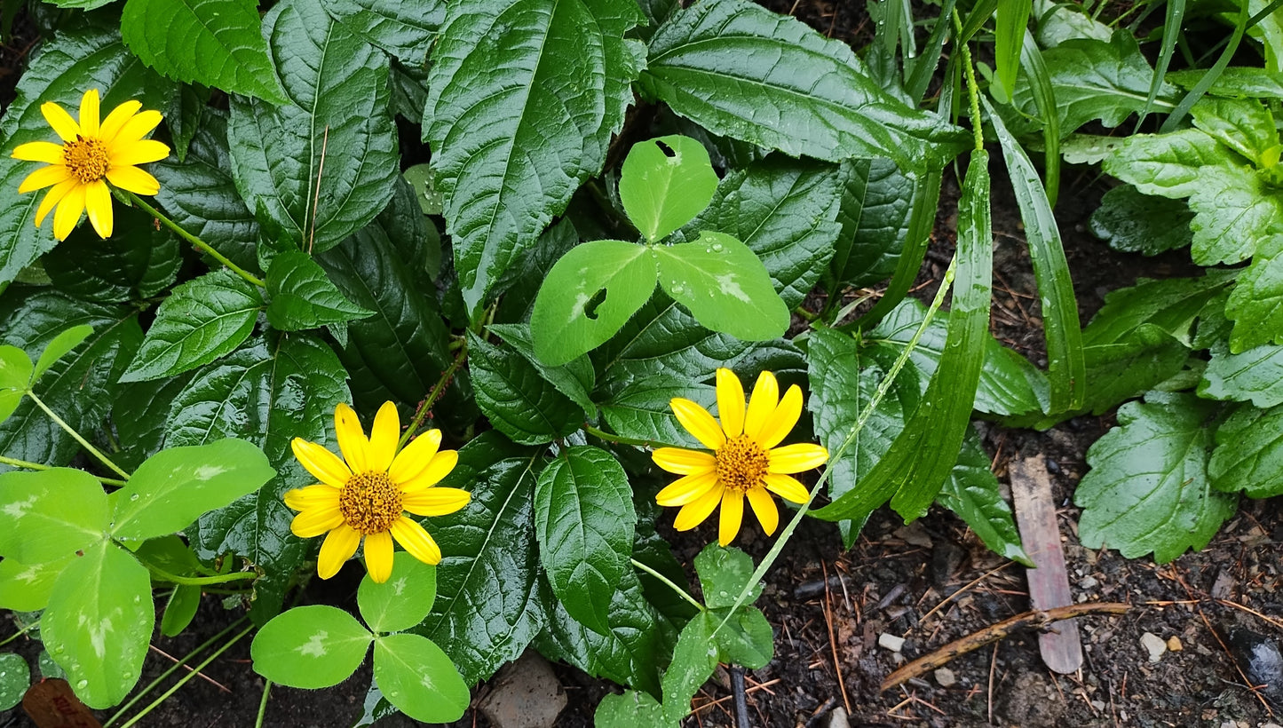 Ox Eye Sunflower - Heliopsis helianthoides