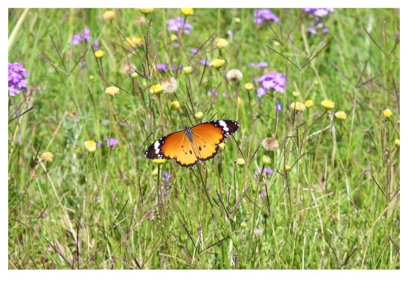 Pollinator  Meadow Pocket Kits