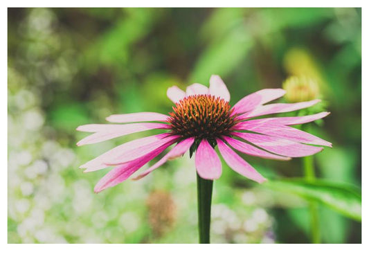 Purple Coneflower - Echinacea purpurea