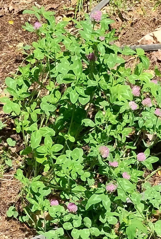 Red clover -Trifolium pratense