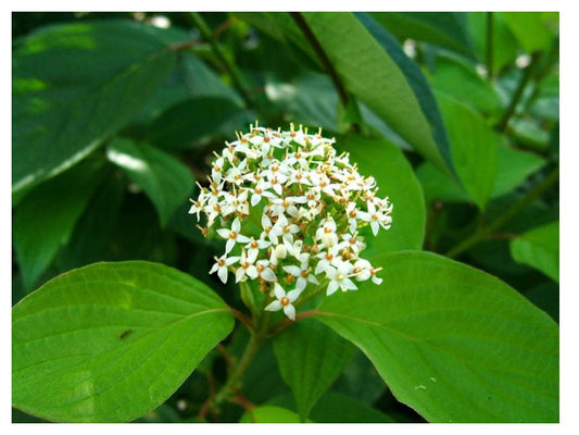 Red Osier Dogwood (Cornus sericea) previously known as Cornus stolonifera