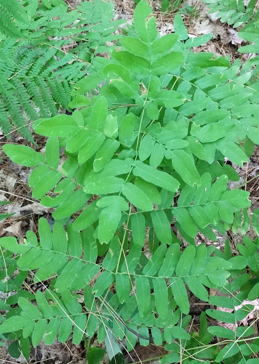 Royal fern (Osmunda regalis)