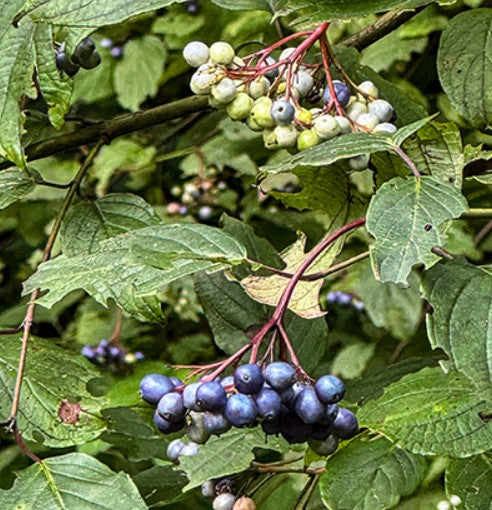 Silky Dogwood- Cornus amomum