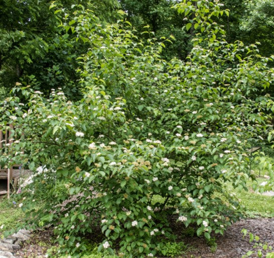 Silky Dogwood- Cornus amomum