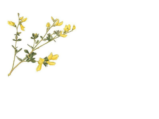 Small Yellow Wild Indigo - Baptisia tinctoria