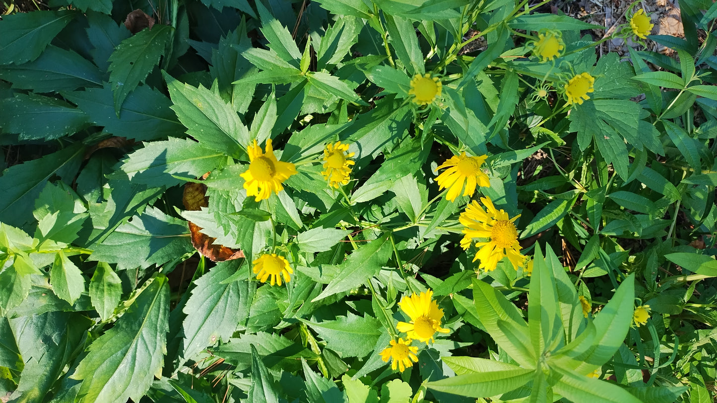 Helenium autumnale (Sneeze weed) Native