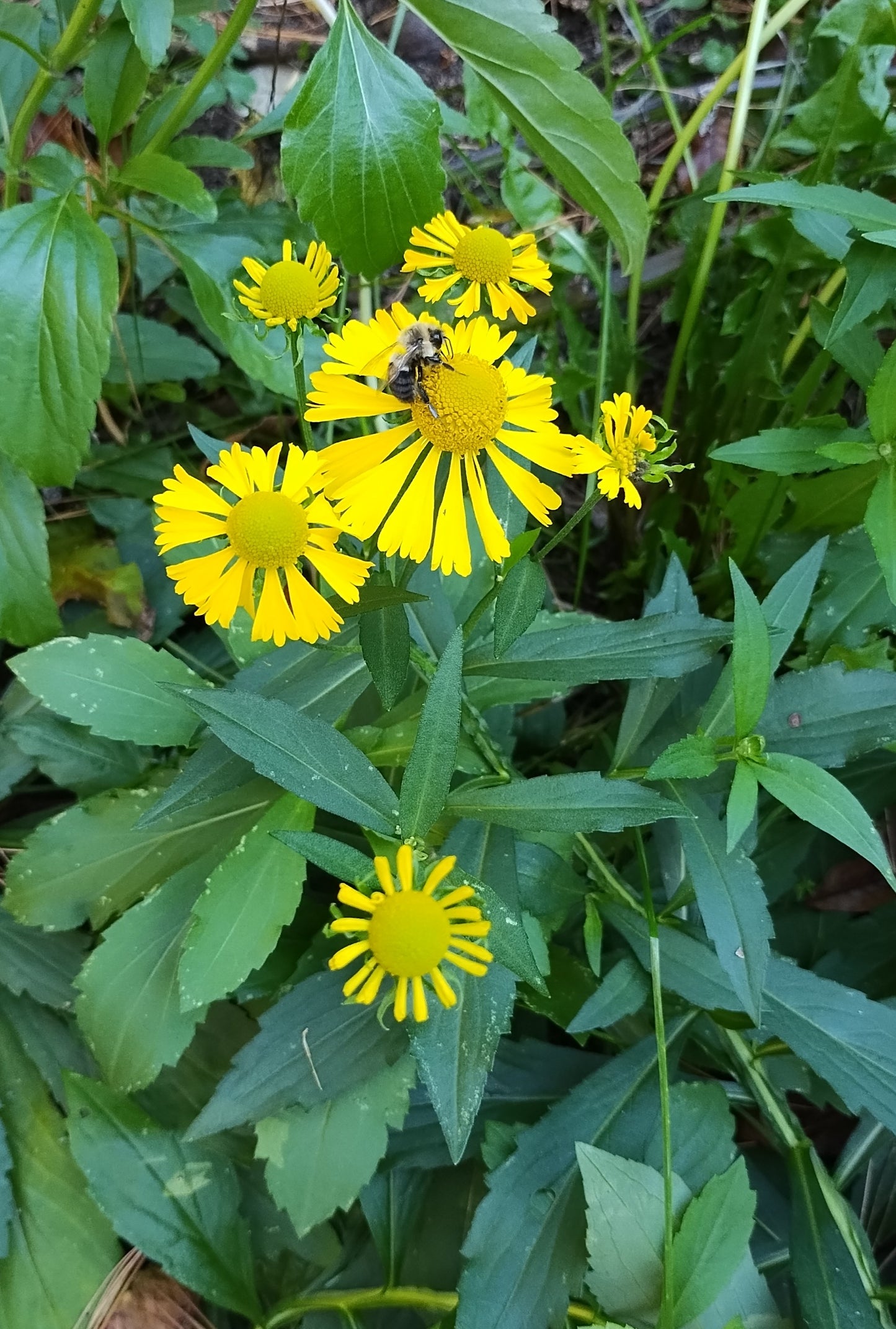 Helenium autumnale (Sneeze weed) Native