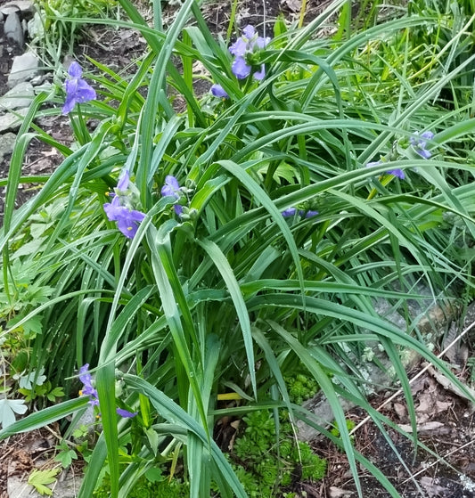 Smooth Spiderwort - Tradescantia ohiensis