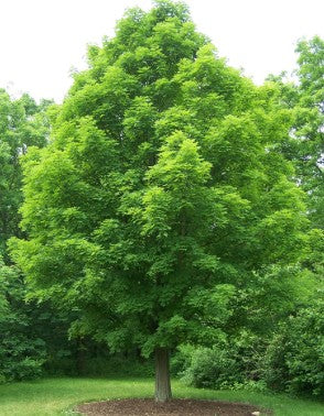 Sugar Maple (Acer saccharum)