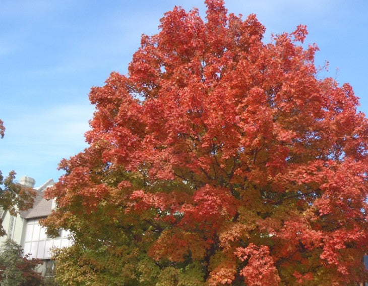 Sugar Maple (Acer saccharum)