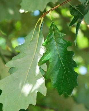 Swamp White Oak -Quercus bicolor
