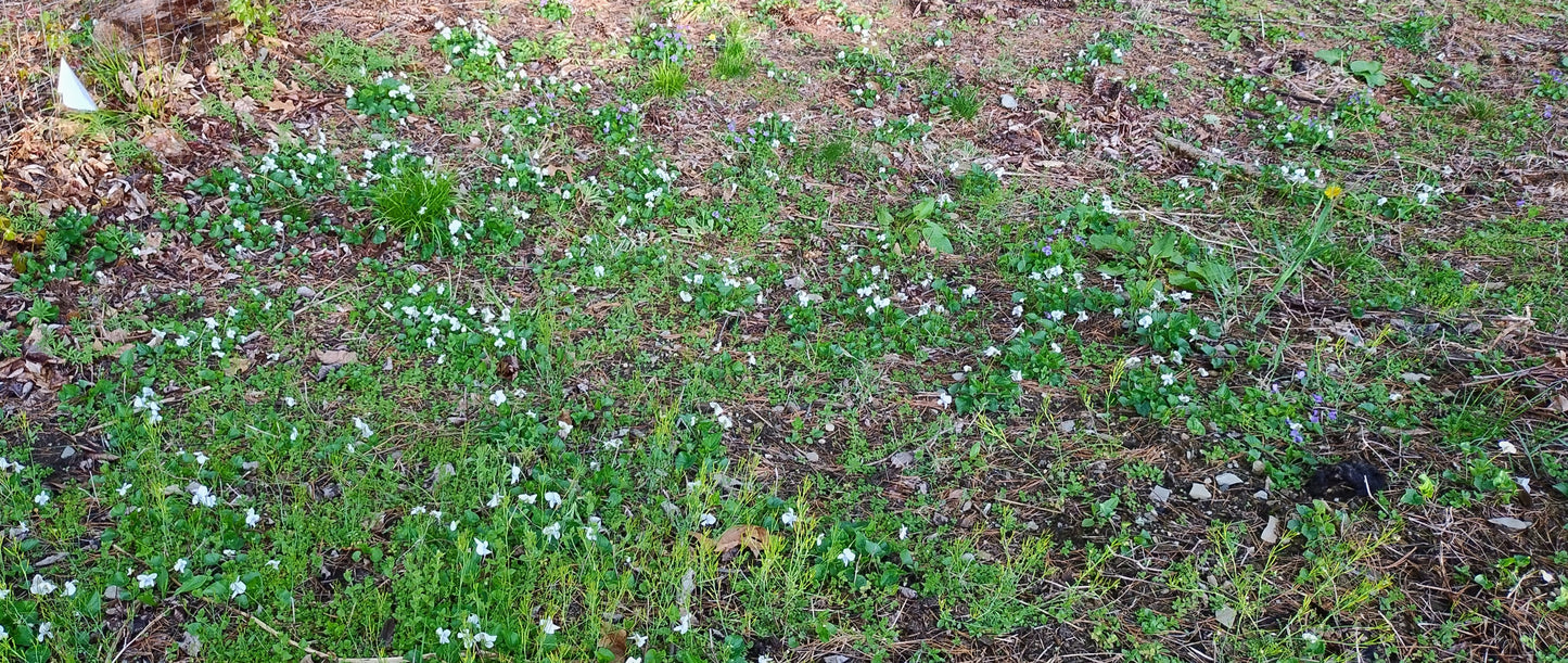 Sweet white violet (Viola blanda)