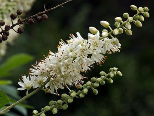 Sweet Pepperbush - Clethra alnifolia