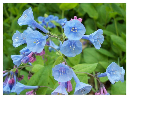 Virginia Blue Bells - Mertensia virginica