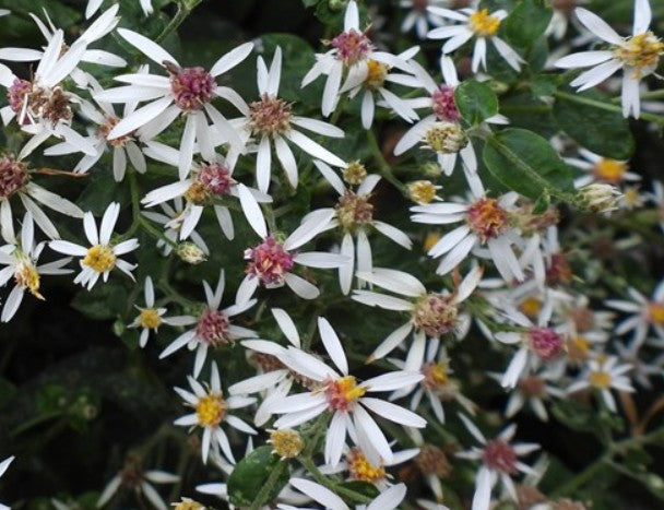 White Wood Aster -Eurybia divaricata