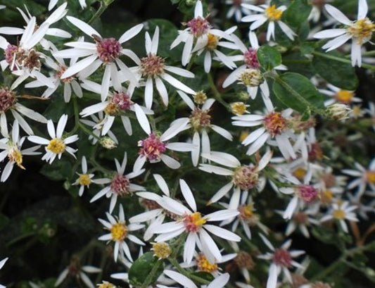 White Wood Aster -Eurybia divaricata