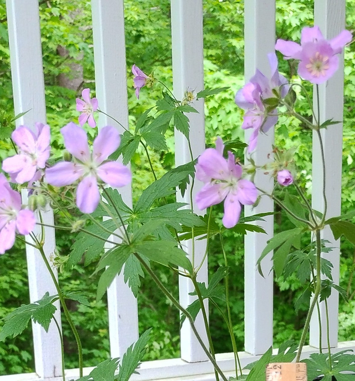 Wild Geranium - Geranium maculatum