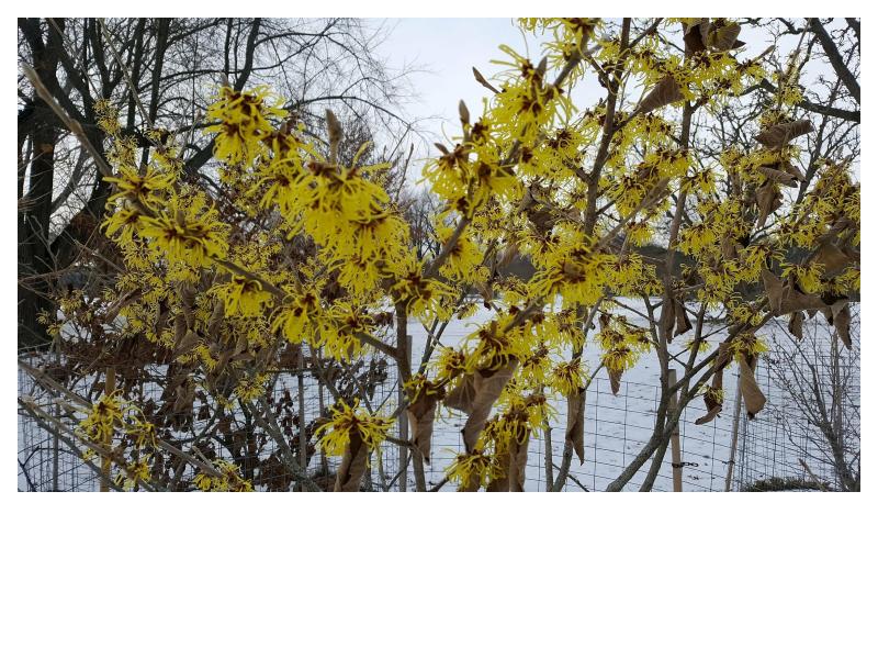 Witch-Hazel (Hamamelis virginiana)